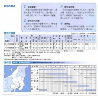 画像3: 送料無料　[トマト/桃太郎系]　CFハウス桃太郎　1000粒　タキイ種苗（株）
