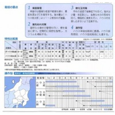 画像3: [トマト/桃太郎系]　送料無料！　CFハウス桃太郎　1000粒