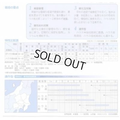 画像3: 送料無料　[トマト/桃太郎系]　CFハウス桃太郎　1000粒　タキイ種苗（株）