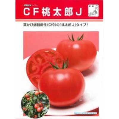 画像2: [トマト/桃太郎系]　送料無料！　CF桃太郎J　1000粒　