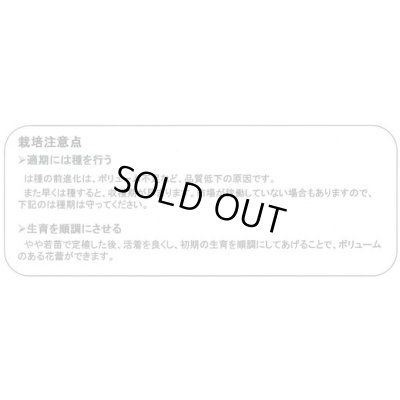 画像2: 送料無料　[ブロッコリー]　ジェットドーム　ペレット5千粒　ヴィルモランみかど
