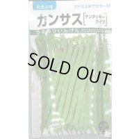 送料無料　[いんげん]　カンサス　1dl　(株)タカヤマシード