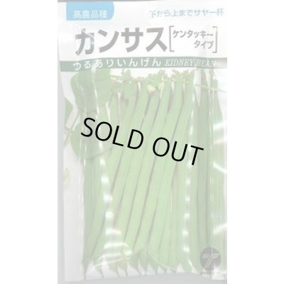 画像1: 送料無料　[いんげん]　カンサス　1dl　(株)タカヤマシード