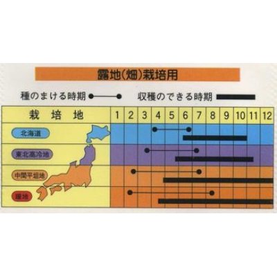 画像2: [キュウリ]　ときわの光　20粒　（株）（株）ときわ研究場