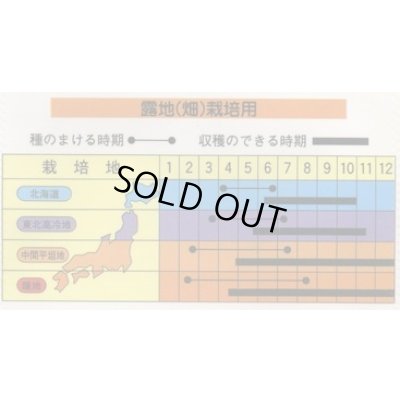 画像2: 送料無料　[キュウリ]　ときわの光　20粒　(株)ときわ研究場