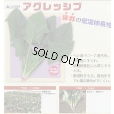 画像4: [ほうれんそう]　アグレッシブ　種子サイズ：M　　3万粒　（株）サカタのタネ