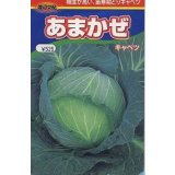 送料無料　[キャベツ]　あまかぜ　1ml　渡辺農事（株）