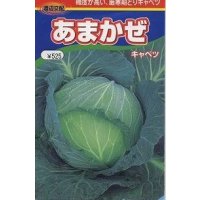 送料無料　[キャベツ]　あまかぜ　1ml　渡辺農事（株）