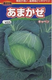 送料無料　[キャベツ]　あまかぜ　1ml　渡辺農事（株）