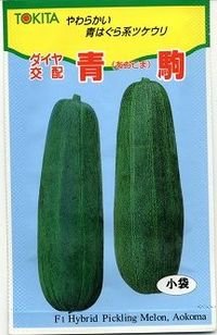 [瓜類]　青駒　３０粒　トキタ種苗（株）