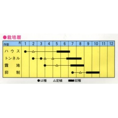 画像2: [瓜類]　青駒　３０粒　トキタ種苗（株）