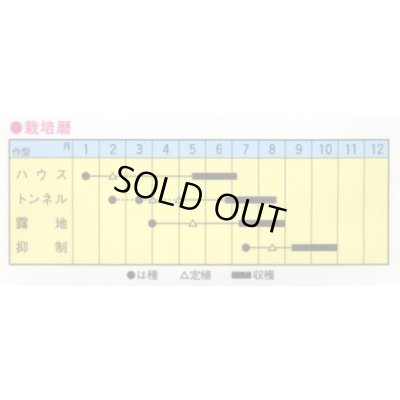画像2: 送料無料　[瓜類]　青駒　100粒　トキタ種苗(株)