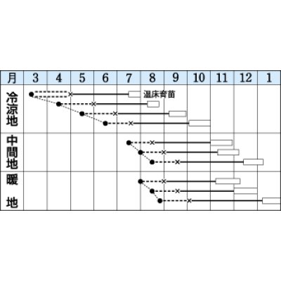 画像2: 送料無料　[カリフラワー]　バイオレットクイン　0.6ml　タキイ種苗(株)　RF