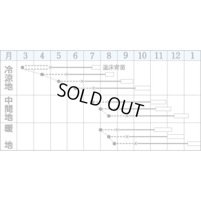 画像2: [カリフラワー]　バイオレットクイン　0.6ml　タキイ種苗（株）　RF　