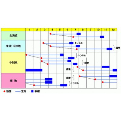 画像2: [人参]　べによし五寸　2dl　渡辺交配