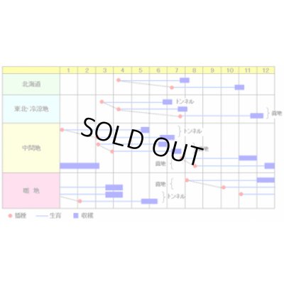 画像2: 送料無料　[人参]　べによし五寸　20ml　渡辺農事（株）