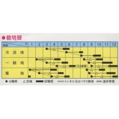 画像2: [レタス]　美味タス　2ml（およそ700粒）　トキタ種苗（株）