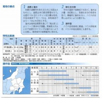 画像3: [トマト/桃太郎系]　送料無料！　CF桃太郎J　1000粒　