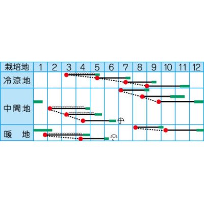 画像2: [かぶ]　CR玉鈴中[かぶ]　4ml　（株）タカヤマシード