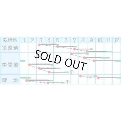 画像2: 送料無料　[かぶ]　CR玉鈴中[かぶ]　4ml（約900粒）　(株)タカヤマシード