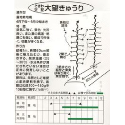 画像2: [キュウリ]　大望　20粒　（株）ときわ研究場