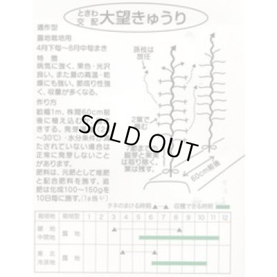 画像2: 送料無料　[キュウリ]　大望　20粒　(株)ときわ研究場