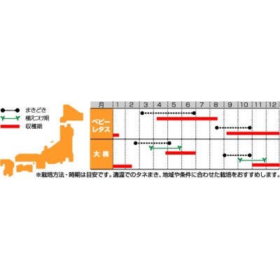 画像2: [レタス]　ガーデンレタスミックス　約1200粒　サカタのタネ（株）　実咲300