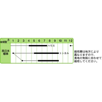 画像3: [ピーマン]　カラーピーマン　ゴールドキング　15粒　中原採種場（株）