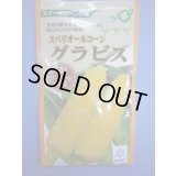 送料無料　[とうもろこし]　グラビス　200粒　雪印種苗（株）
