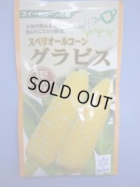 送料無料　[とうもろこし]　グラビス　200粒　雪印種苗（株）