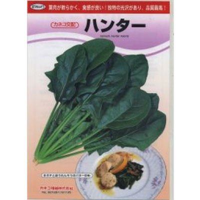 画像2: [ほうれんそう]　ハンター　Mサイズ　3万粒　カネコ種苗（株）