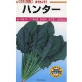 送料無料　[ほうれんそう]　ハンター　32ml　カネコ種苗（株）