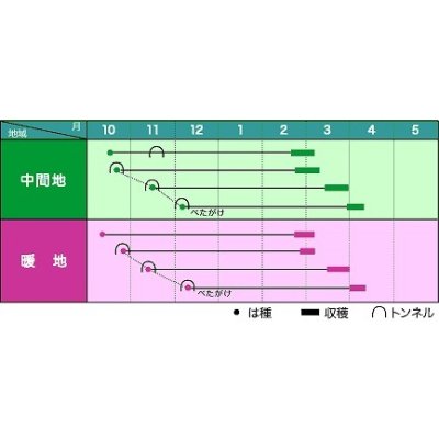 画像2: 大根　初誉　5000粒　ペレット種子　ヴィルモランみかど（株）
