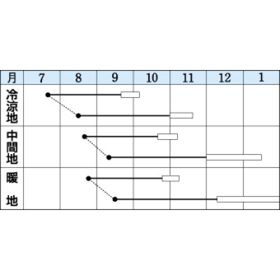 画像2: 送料無料　[大根]　早太り聖護院　18ml　タキイ種苗(株)　DF