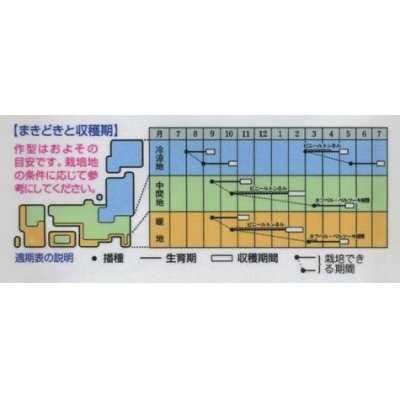 画像2: [かぶ]　福小町　3.5ml　タキイ種苗（株）　RF　