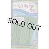 [いんげん]　いちず菜豆　2000粒　カネコ種苗（株）