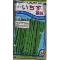 [いんげん]　いちず菜豆　2000粒　カネコ育成