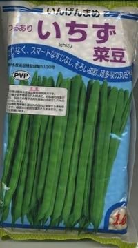 [いんげん]　いちず菜豆　2000粒　カネコ育成