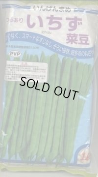 [いんげん]　いちず菜豆　2000粒　カネコ種苗（株）