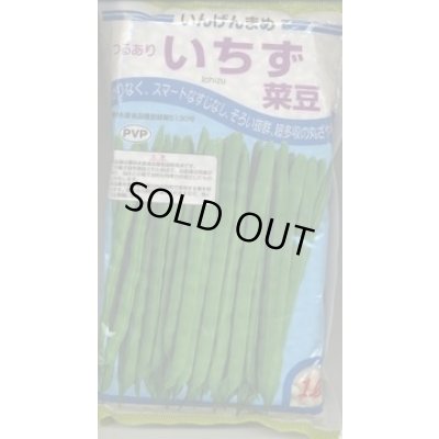画像1: [いんげん]　いちず菜豆　2000粒　カネコ種苗（株）