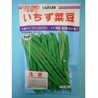 [いんげん]　いちず菜豆　200粒　カネコ育成