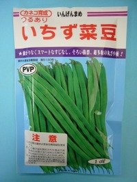 [いんげん]　いちず菜豆　200粒　カネコ育成