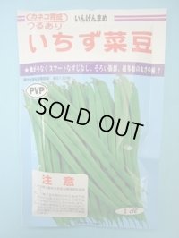 送料無料　[いんげん]　いちず菜豆　200粒　カネコ種苗（株）