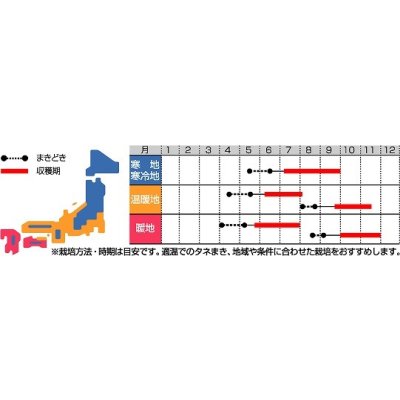 画像2: 送料無料　[いんげん]　つるあり　ジャンビーノ菜豆　1dl　(株)サカタのタネ