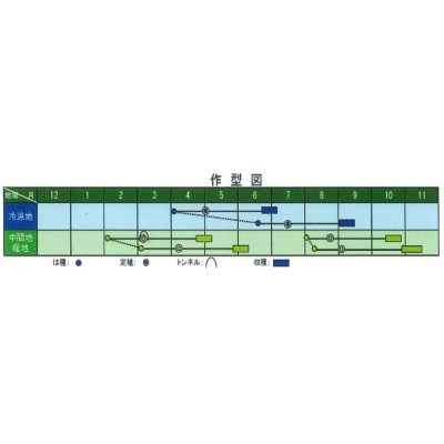 画像3: [ブロッコリー]　送料無料！　ジェットドーム　ペレット5千粒　　ヴィルモランみかど