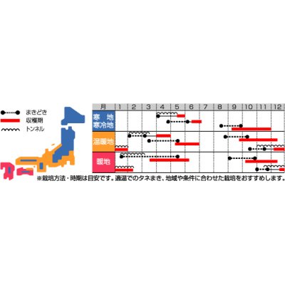 画像2: [大根]　はつかだいこん　紅白　20ｍｌ　サカタ交配　