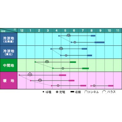 画像2: [かぼちゃ]　くりゆたか　500粒　ヴィルモランみかど