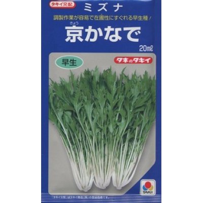 画像1: [葉物]　水菜　京かなで　20ml　タキイ種苗（株）