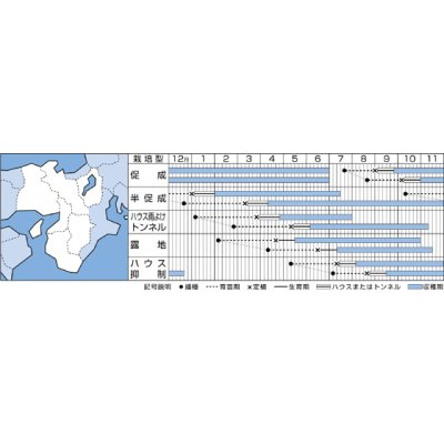 画像2: [ピーマン]　京ひかり　27粒　タキイ種苗（株）　DF　