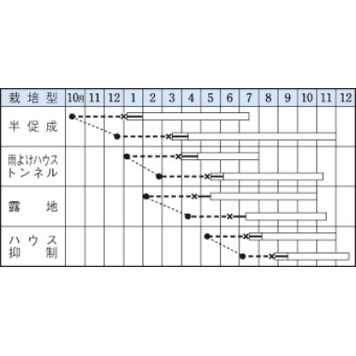 画像3: [ピーマン]　京みどり　65粒　タキイ種苗（株）　DF　